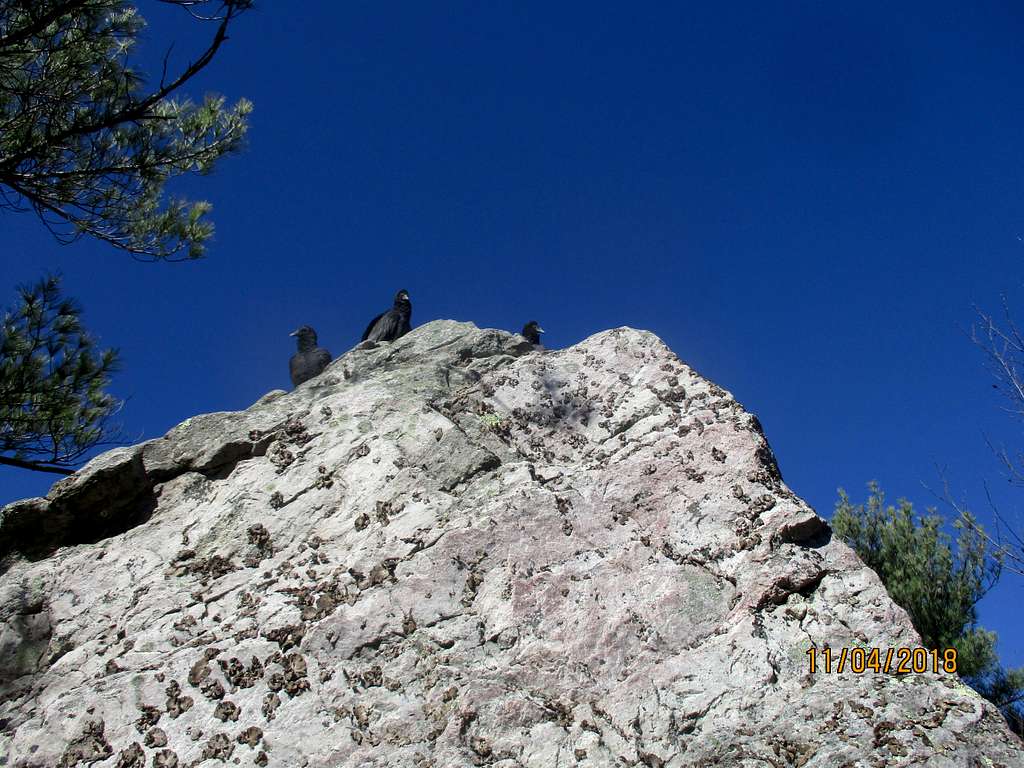 Unpaid Greeters and Another Buzzard