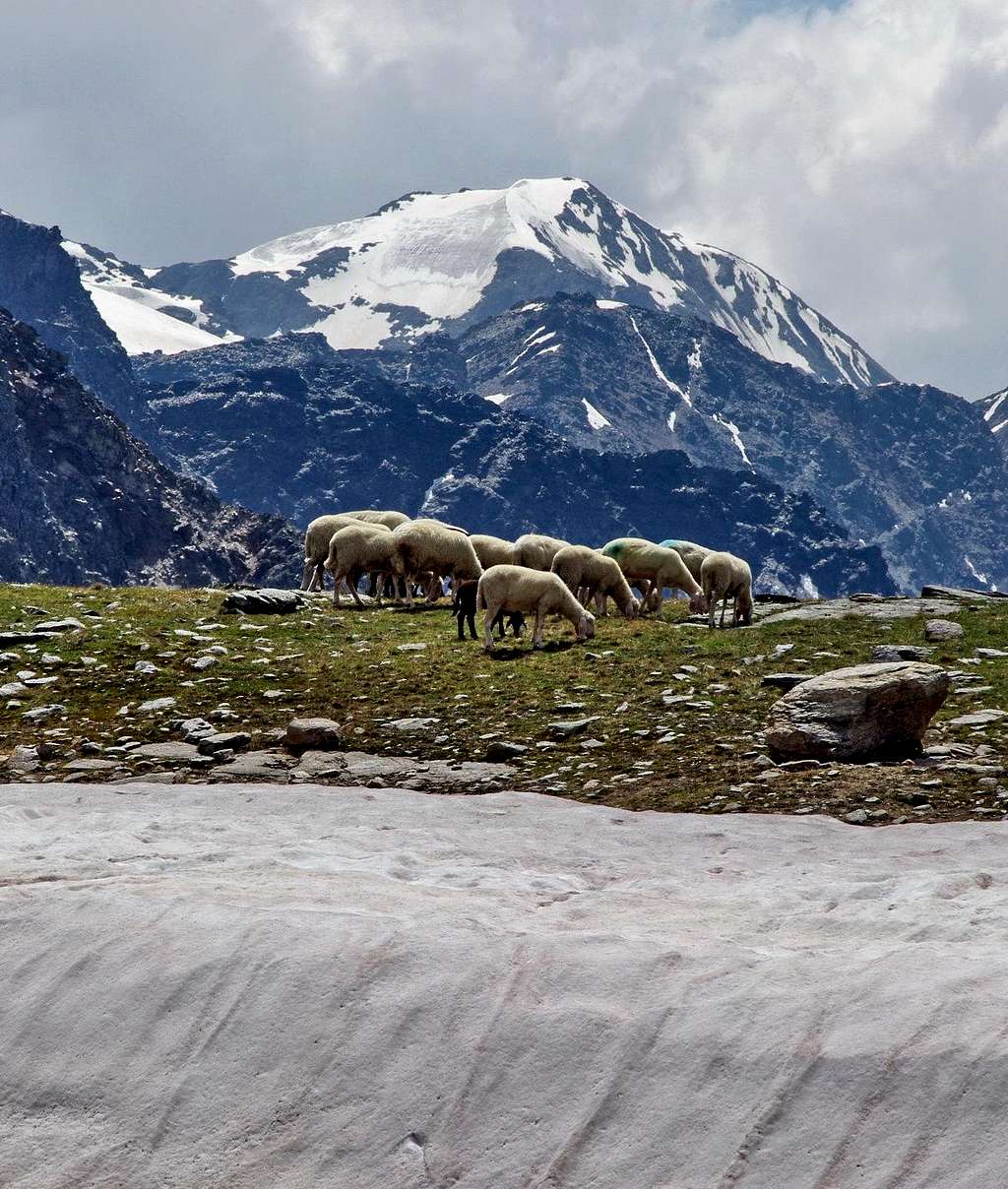 Flock of sheep grazing in Zai Valley/Zaytal