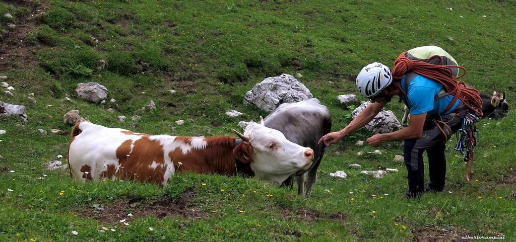 Climbers and cows