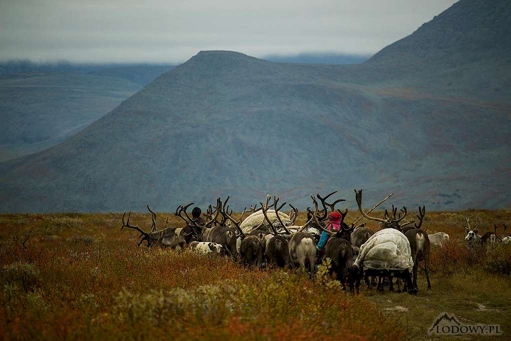Polar Ural nomads