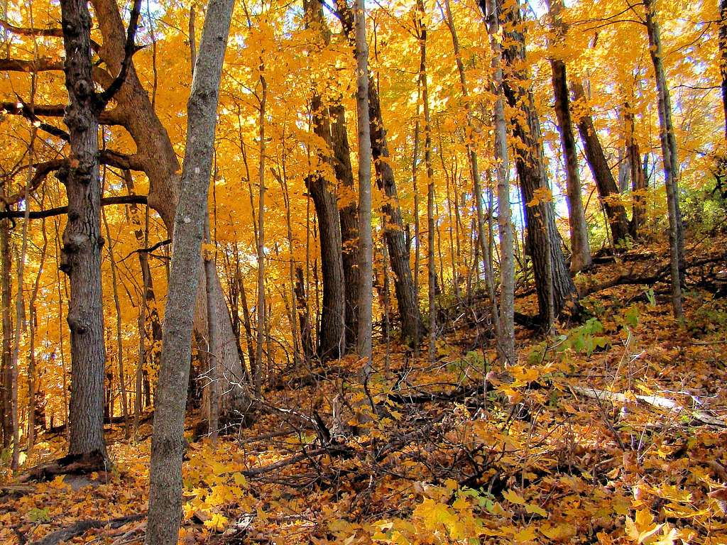 Autumn Gold on the slopes of Mt. Yeager