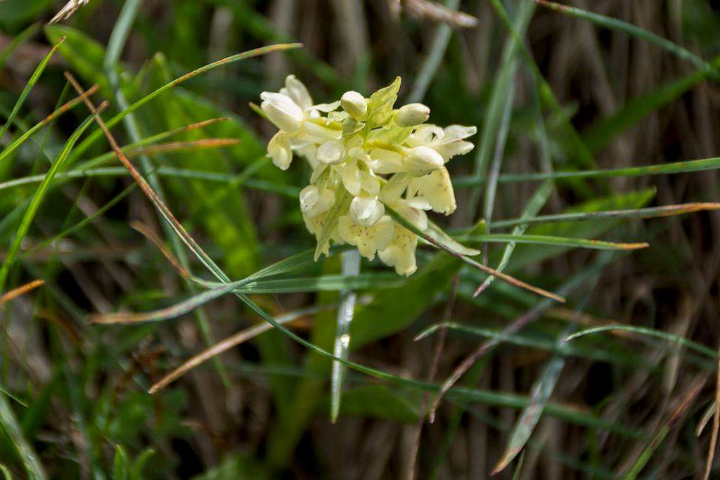 Dactylorhiza sambucina on Monte Altissimo. June 17th 2016