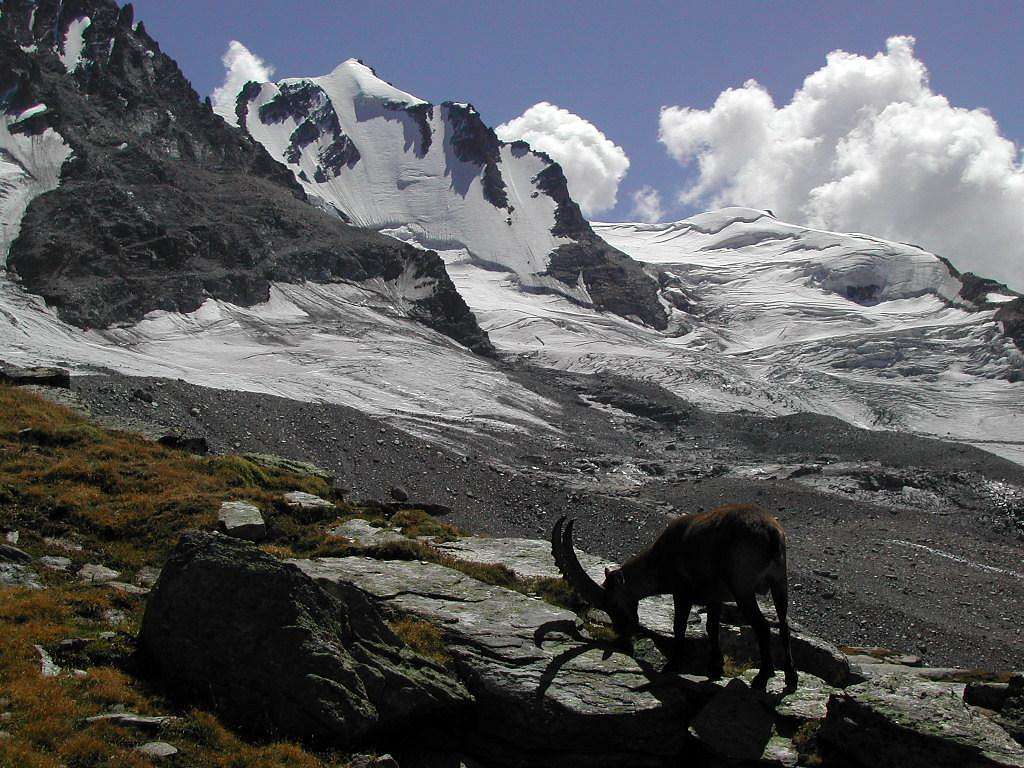 Steinbock (Capra ibex) in front of Gran Paradiso