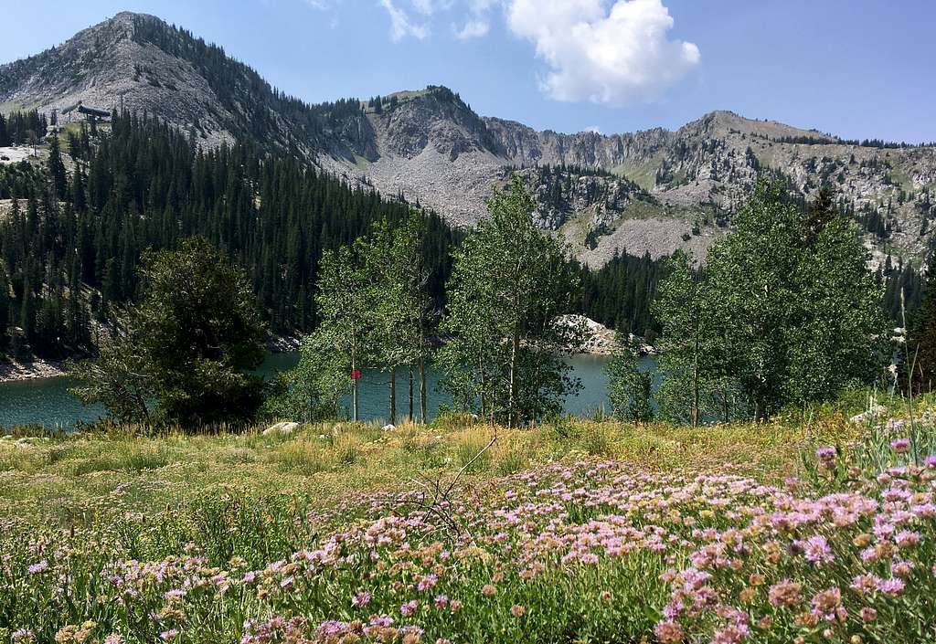 Twin Lakes Reservoir wildflowers