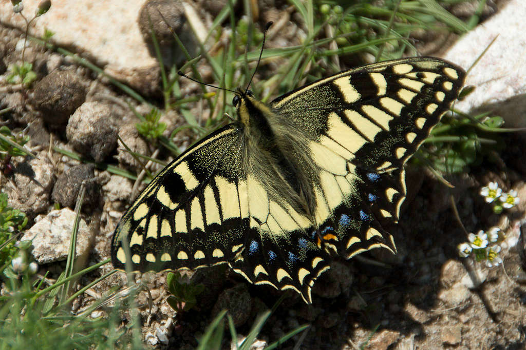 Corsican swallowtail (Papillo hatalon)