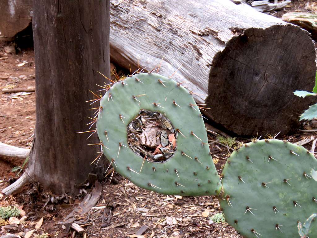 Hole in Cactus