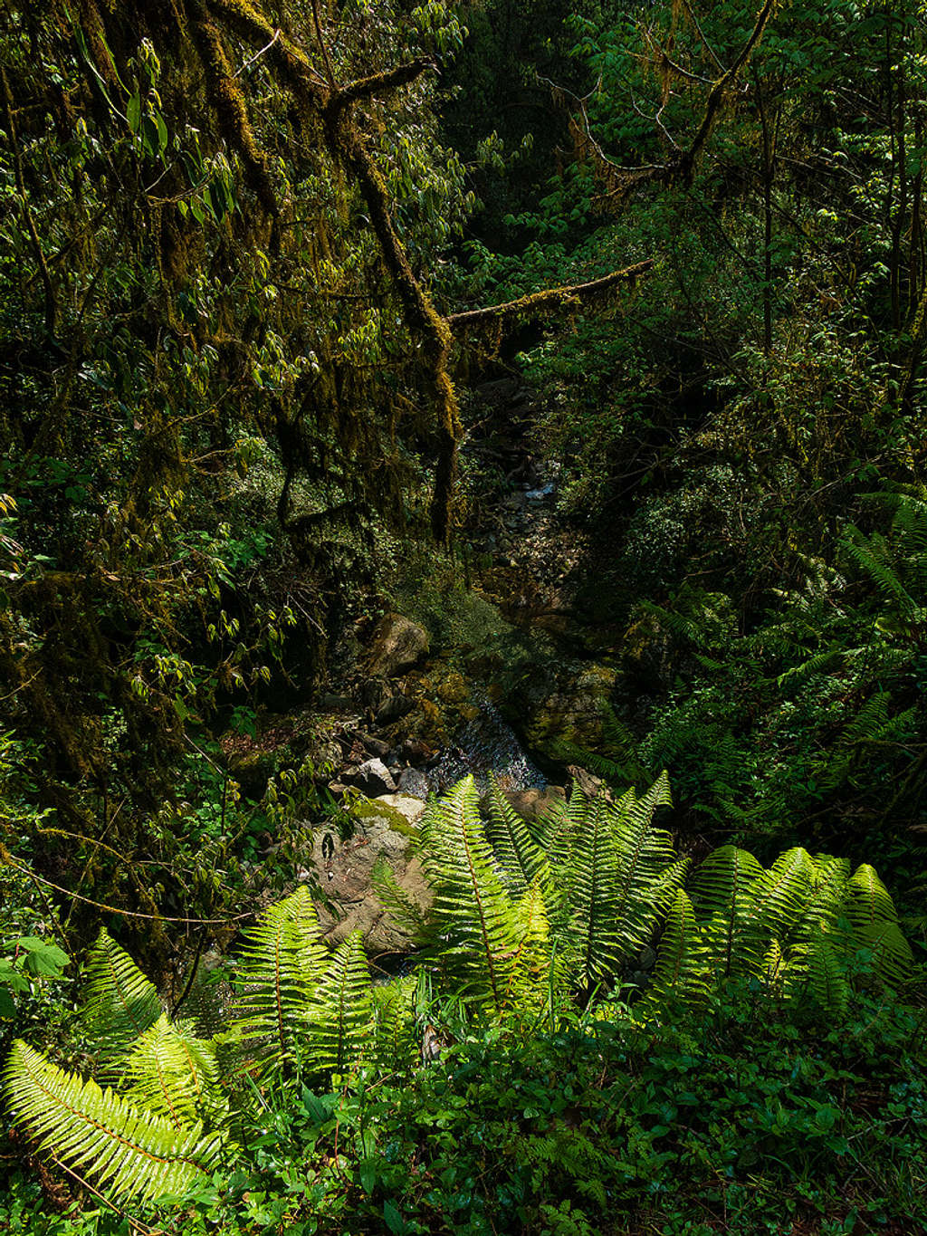 forest in banthanti