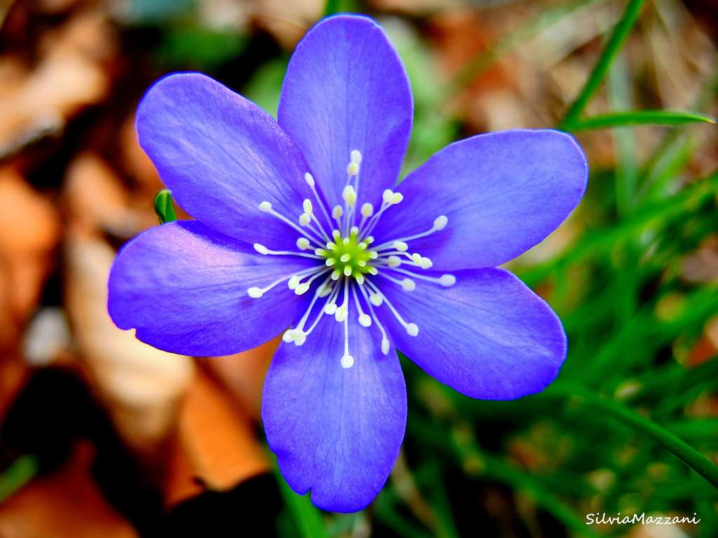 Erba trinità (Hepatica nobilis),  Sentiero Angelini