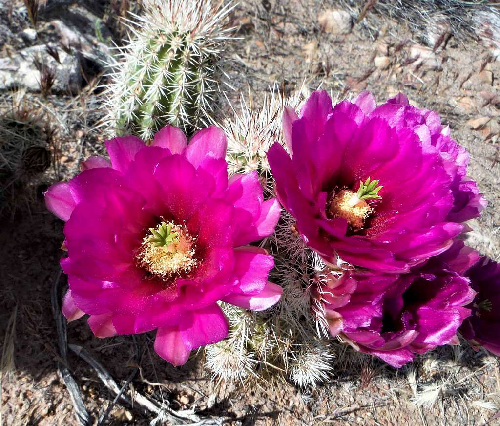 Cacti-Red Rock-2019