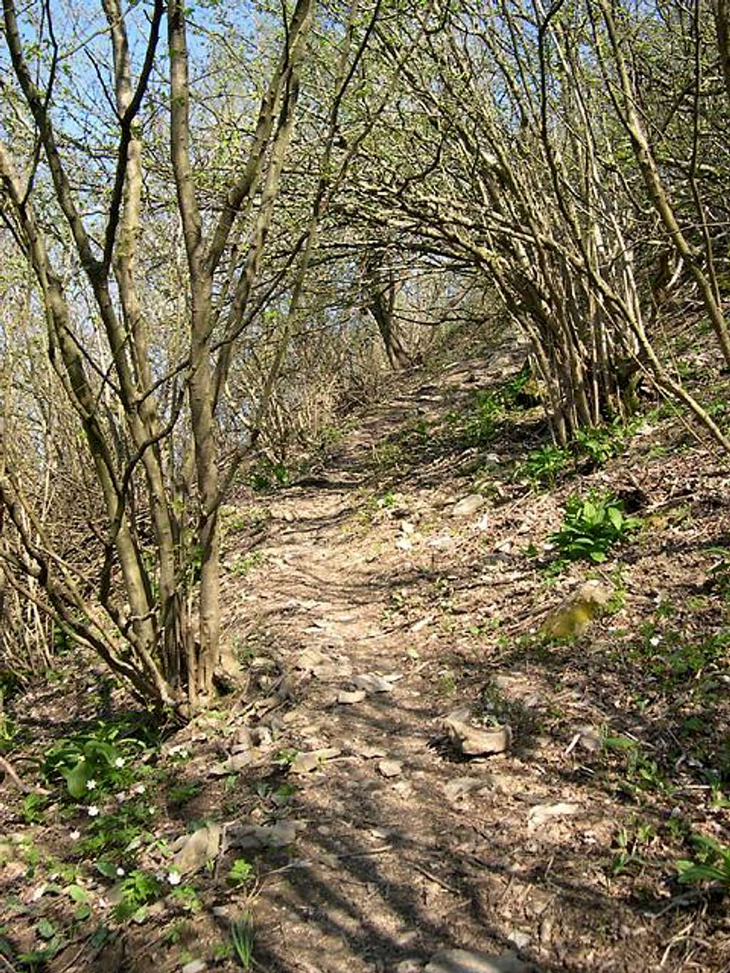 Along the pleasant pathway inside a grove