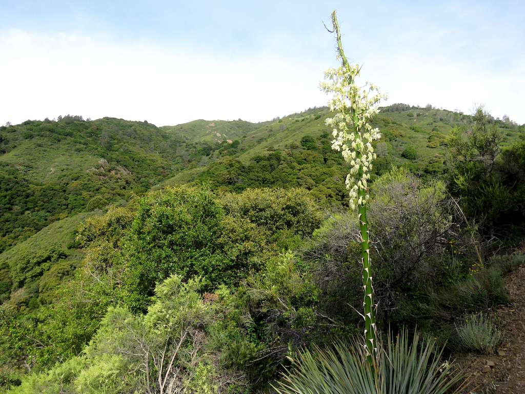 On Salmon Creek Trail