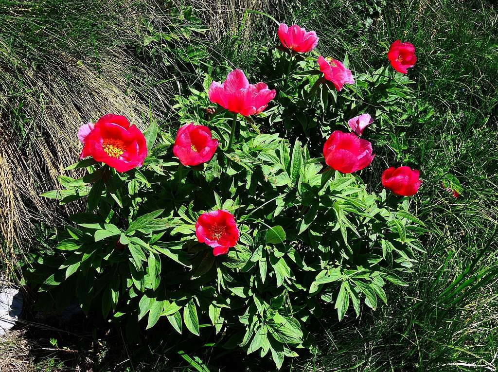Blooming of Paeonia on Monte Casale