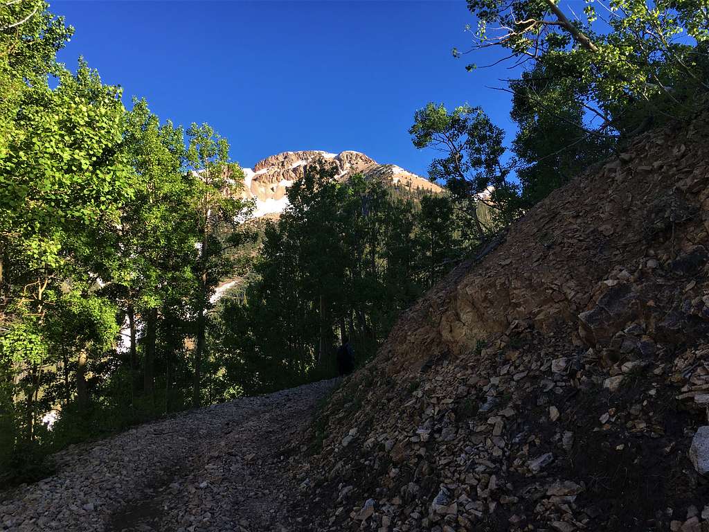 View of Gibbs Peak through the trees on the road