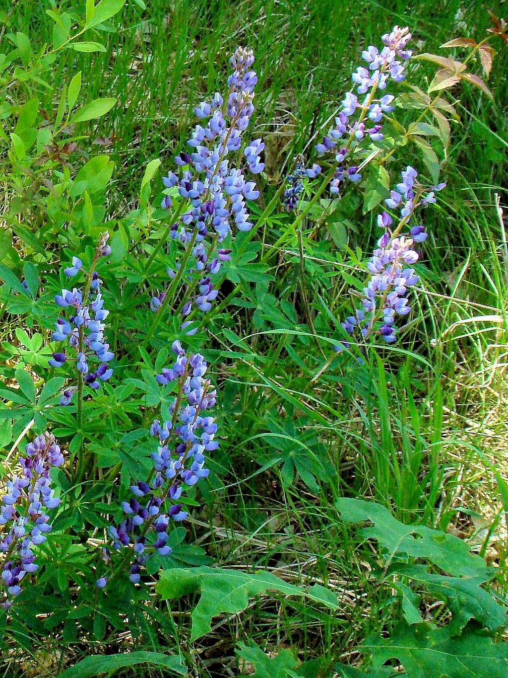 Levis Mound Wildflowers