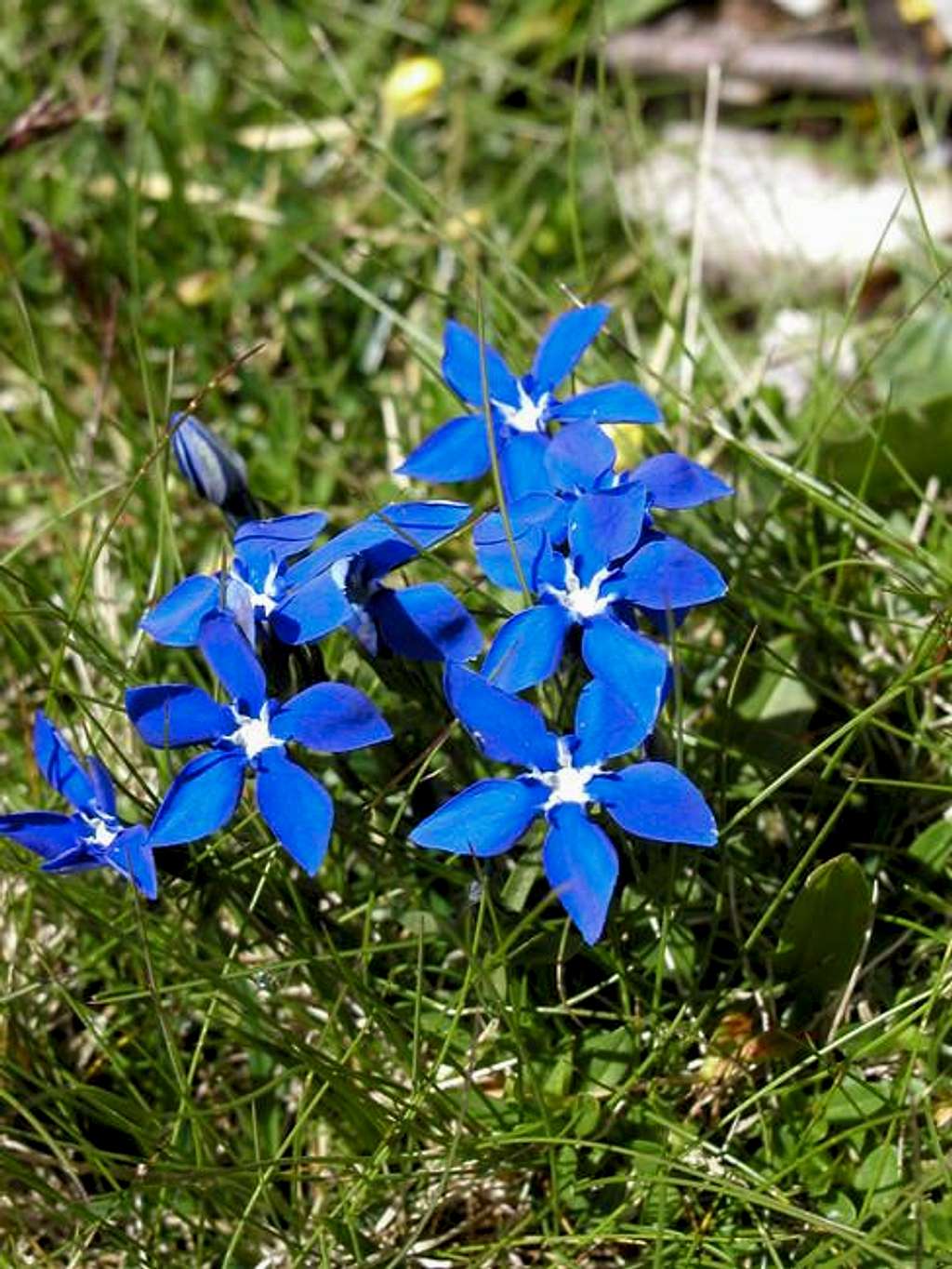 Gentiana flower on the foot...
