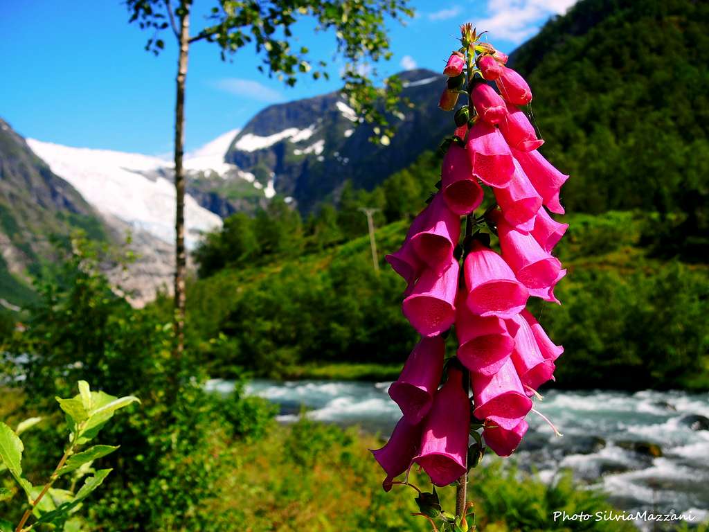 Digitalis Purpurea, Jostedal Glacier National Park