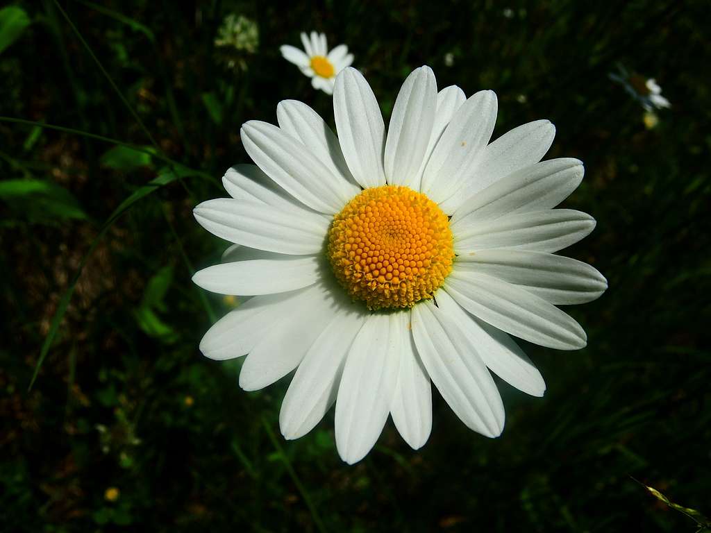 Margherita Alpina (Alpine Daisy), Val di Rabbi