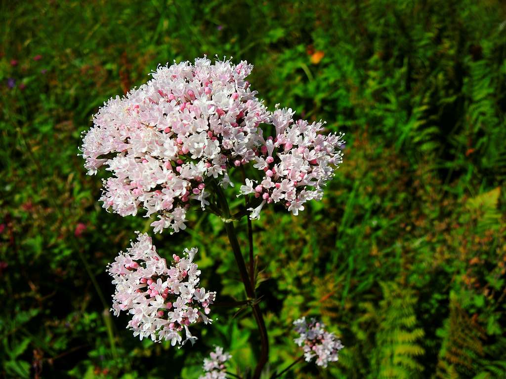 Valeriana Sambucifolia, Lofoten