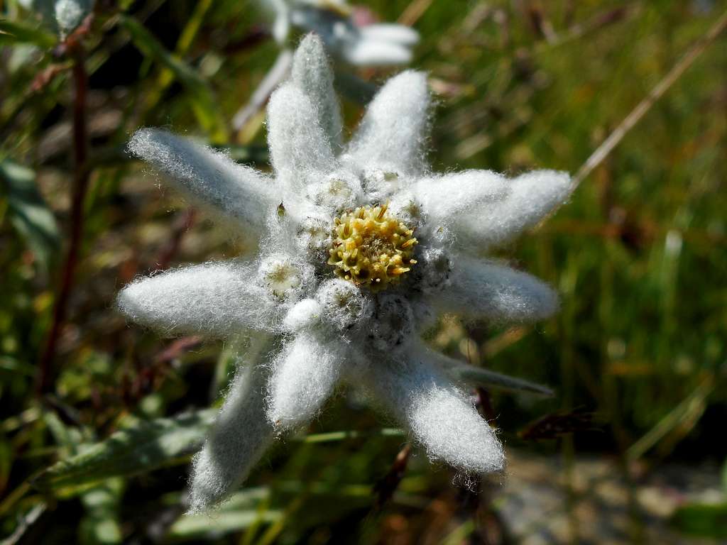 Edelweiss on the path to Dom hut