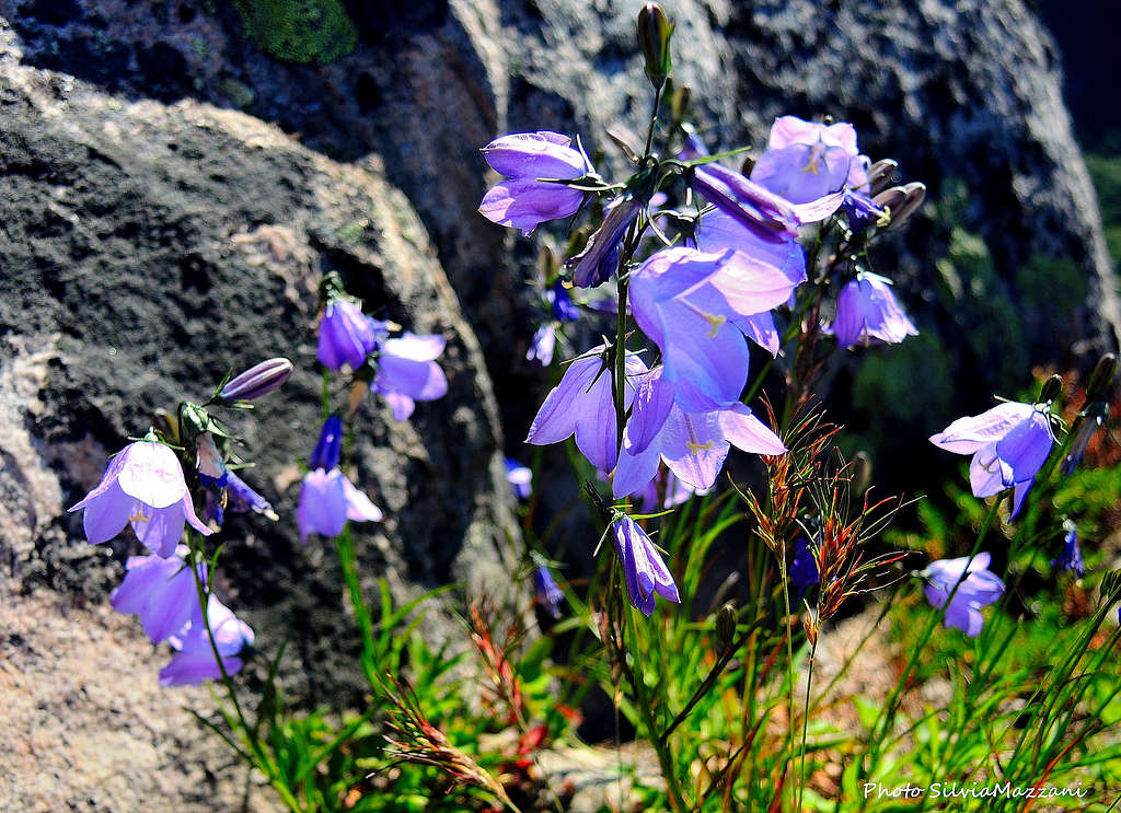 Campanula Rotundifolia (Bluebell Bellflower), Rorvika Wall