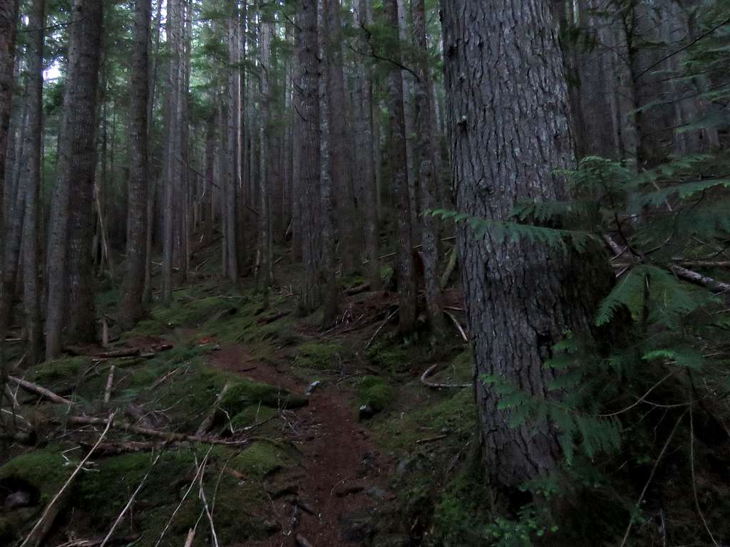 Hiking in the dark forest early morning