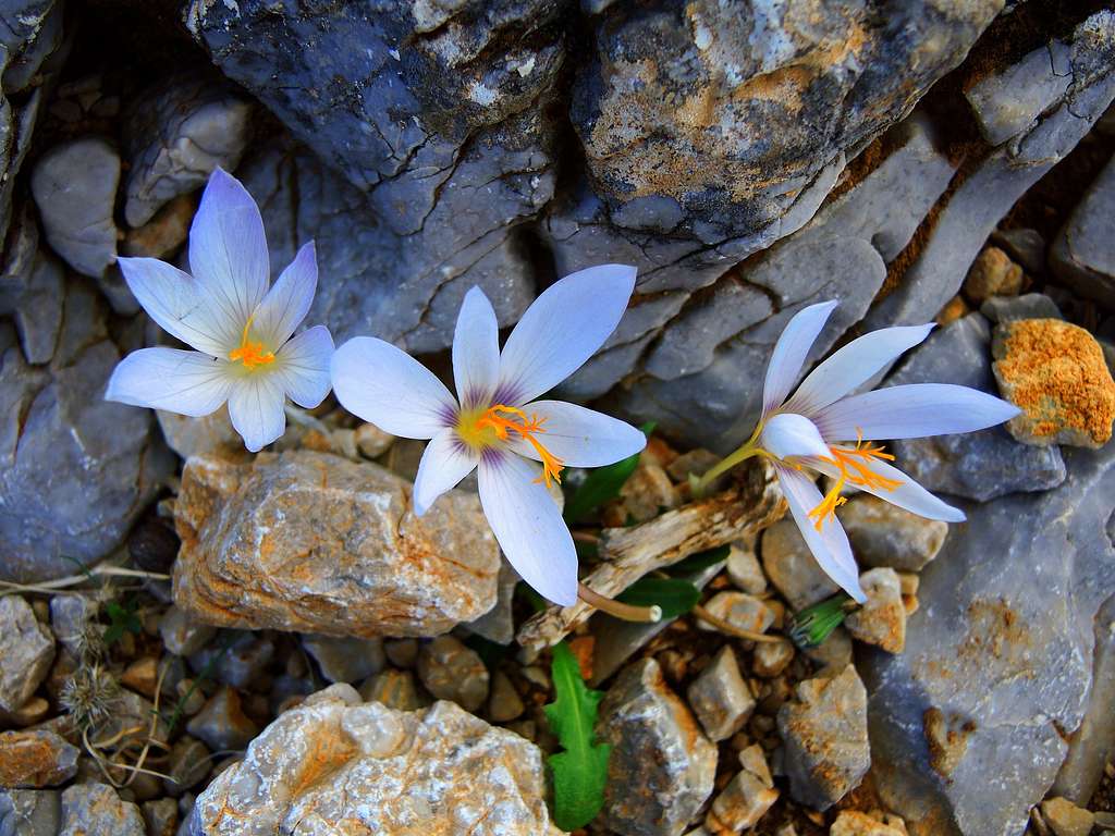 Flowers of Colchicum blooming from the stones, Profitis Ilias