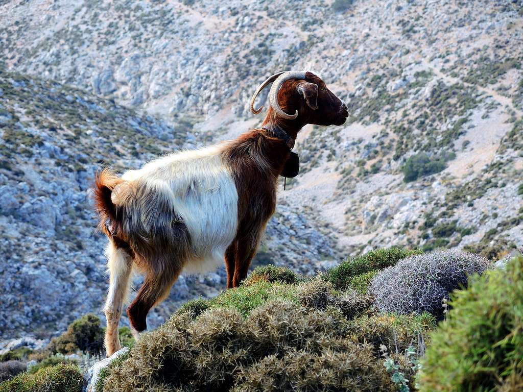 Goat on the path to Profitis Ilias, Kalymnos