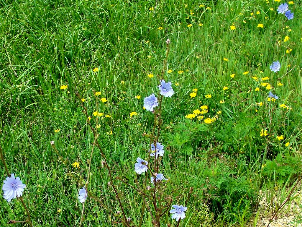 Blue Mound Summer Wildflowers