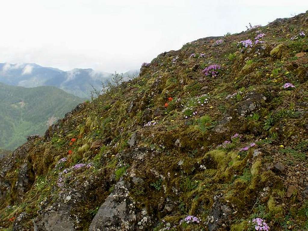 Alpine flowers out in force...