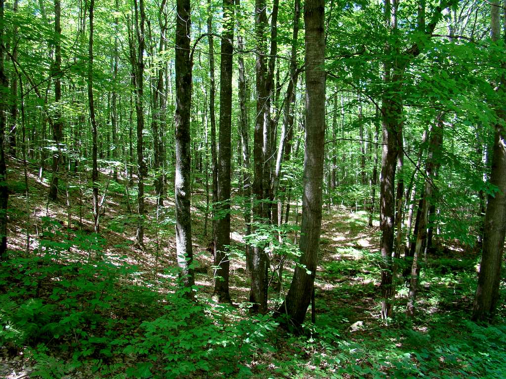 Flambeau Ridge Forest