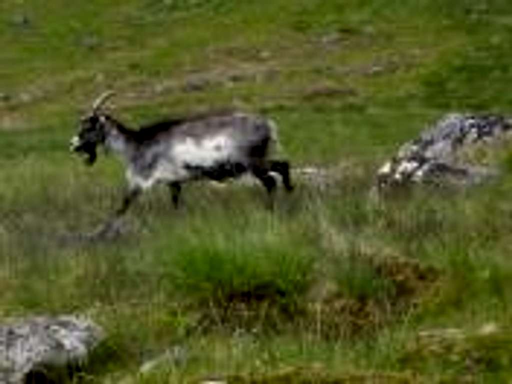 16. A Feral Goat