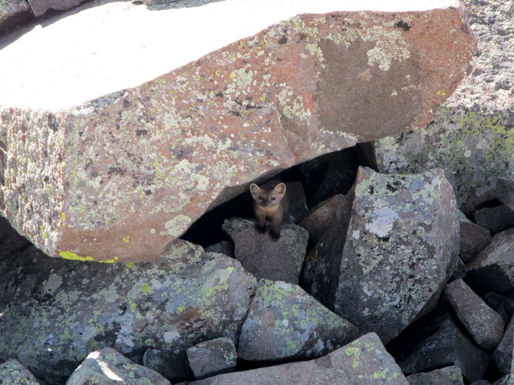 pine marten