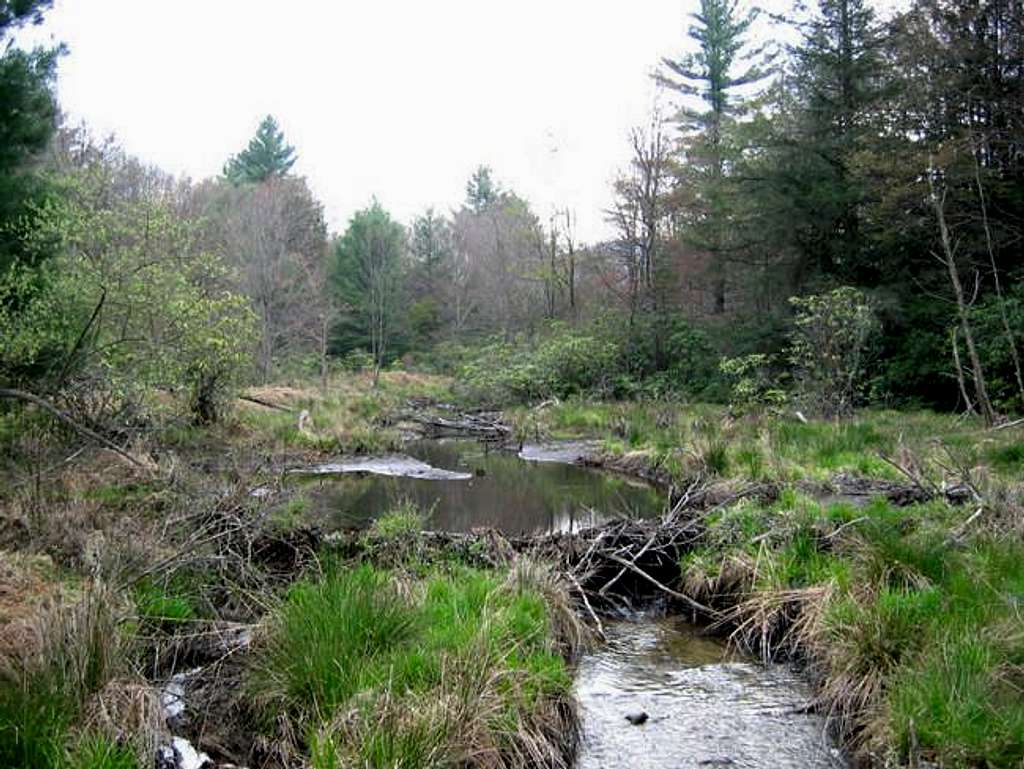 An upland bog (about 3,200...