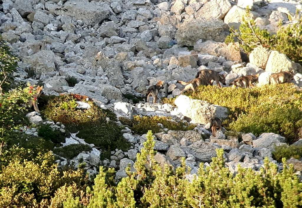 September 2019: a pack of 8 wolves with cubs on the slopes of Col Santino in the Pasubio group