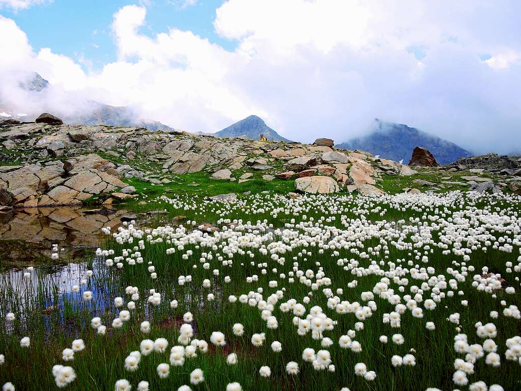 Enchantment of nature, blooming of Eriophorum Scheuchzeri on the approach to Alta Luce