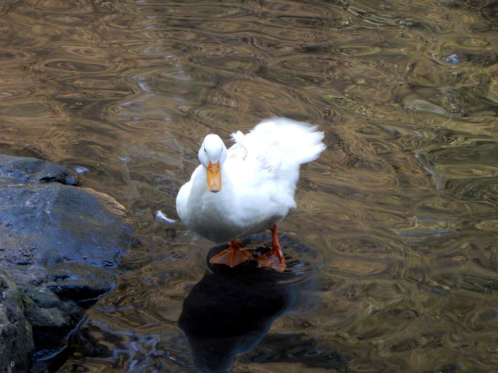 A goose in the ponds at Disierto de los Leones