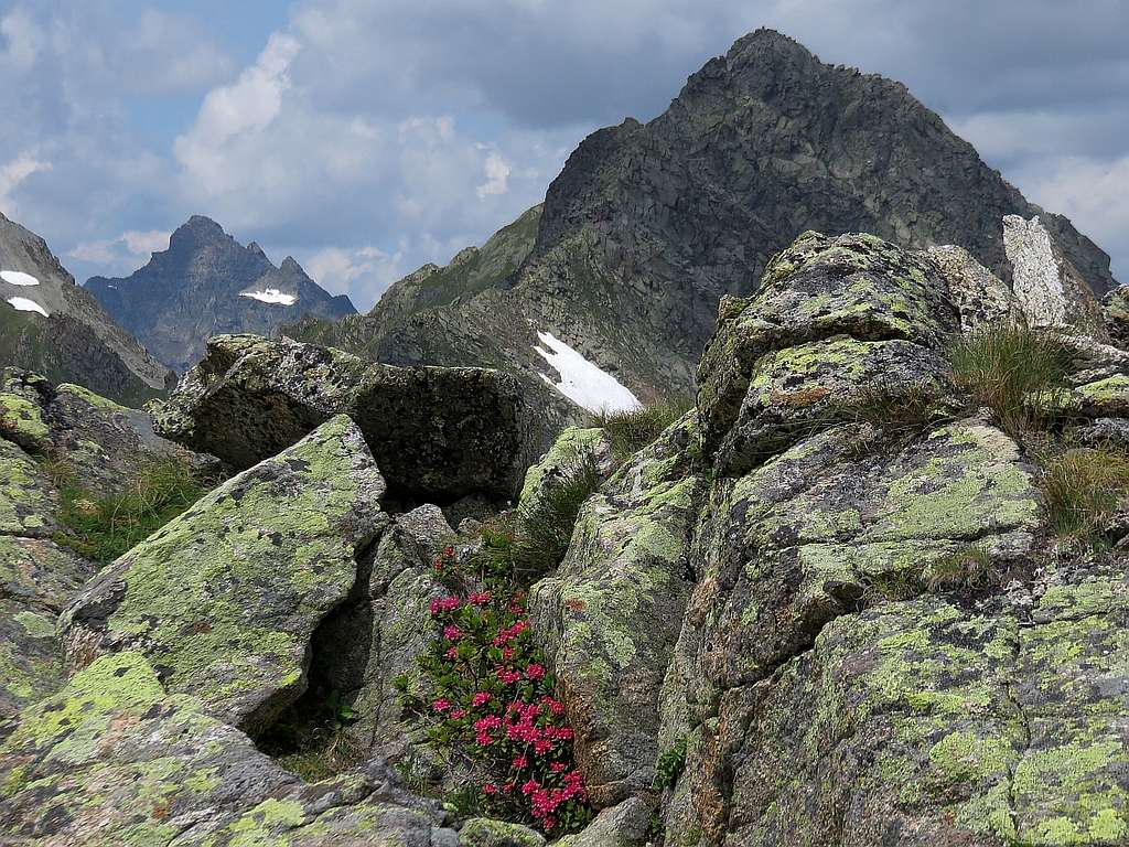 Rhododendrons at summit of Bielerspitze