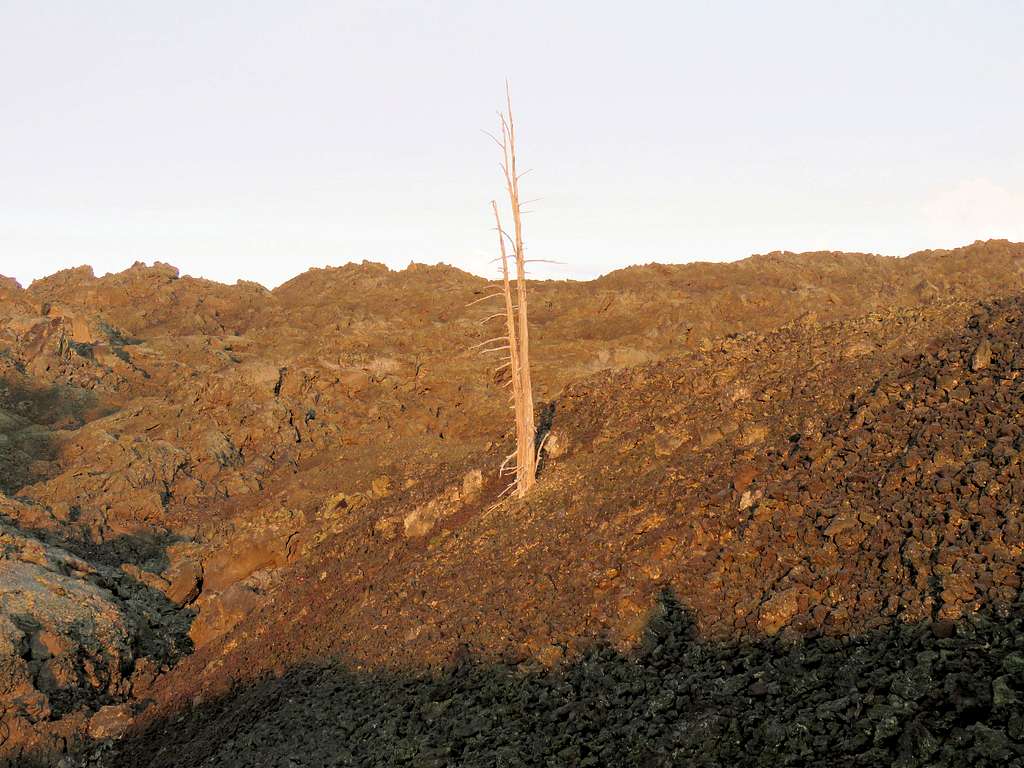 Lone dead tree in a sea of lava