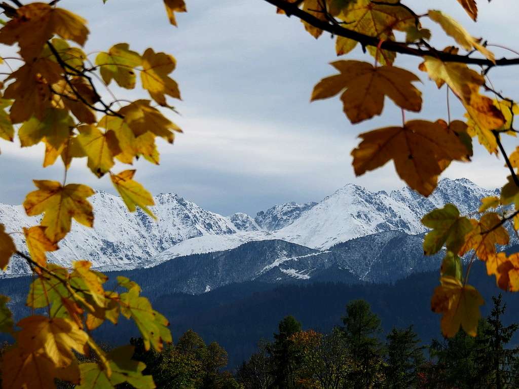 Maple Tatras