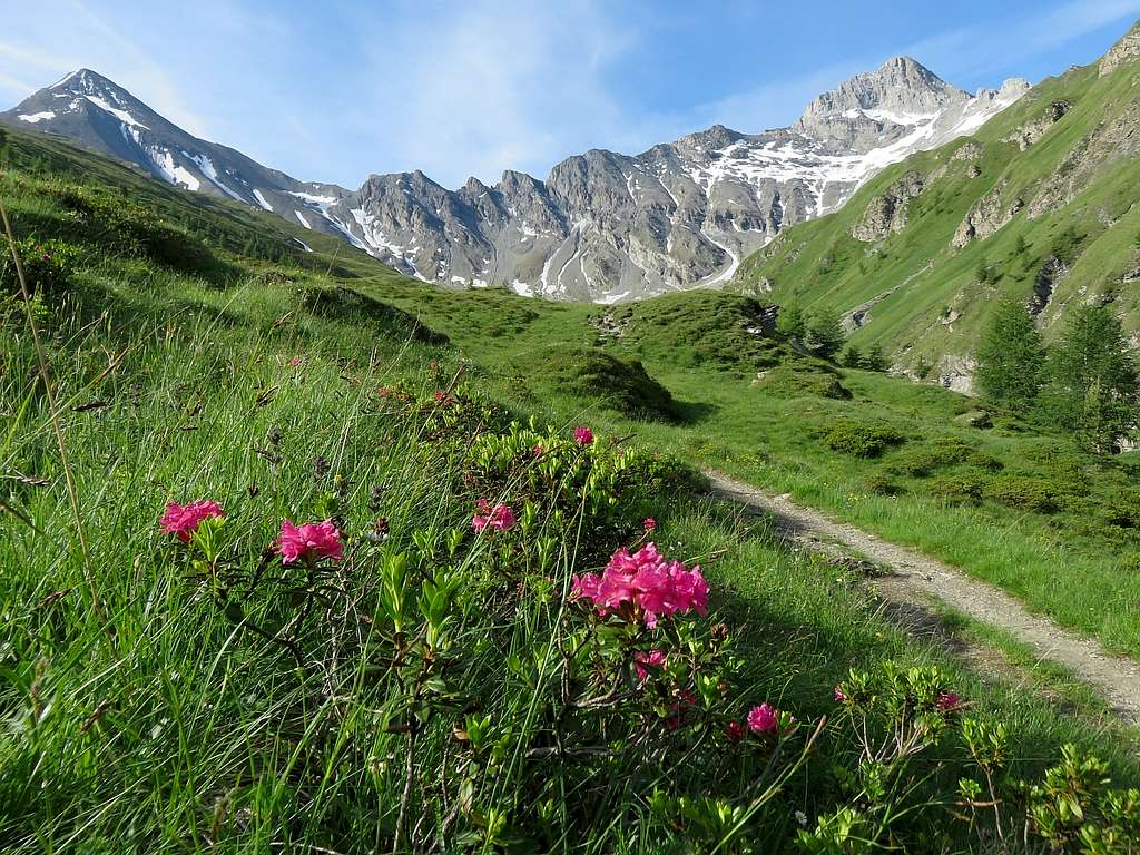 Rhododendrons with Muttler and Stammerspitz