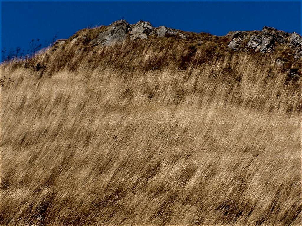 Dry grass slope