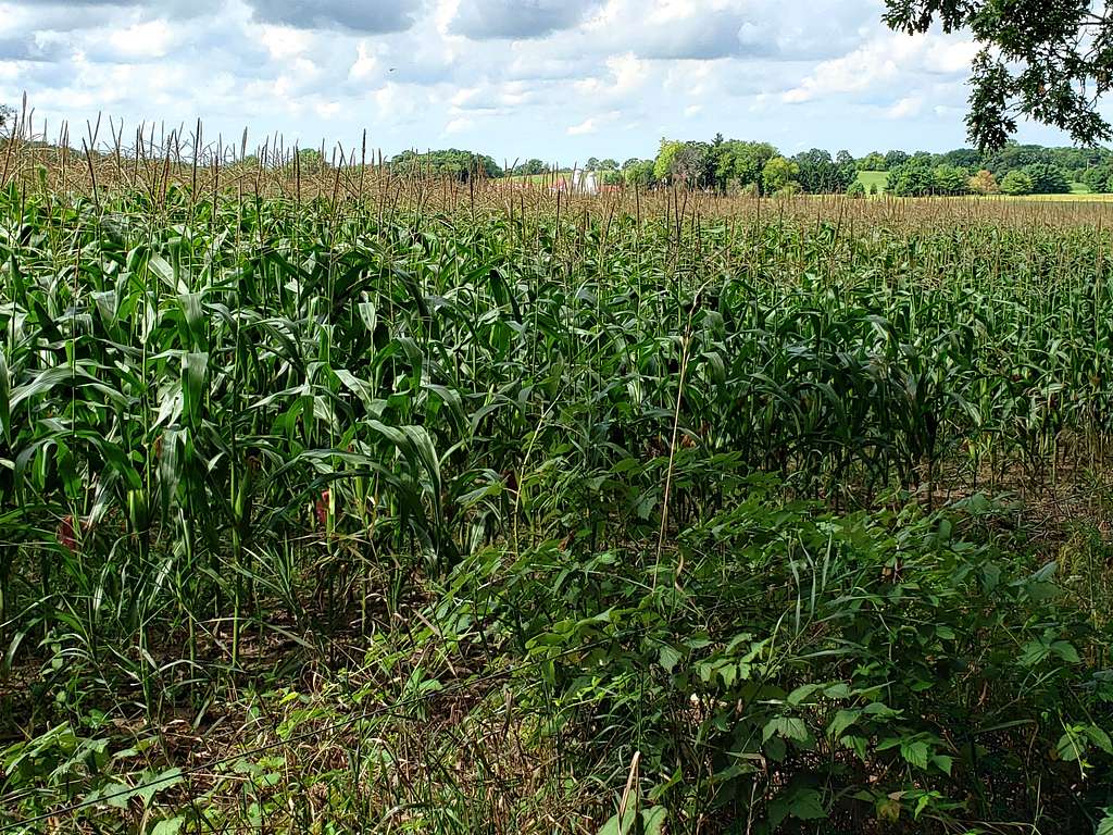 Edge of corn field