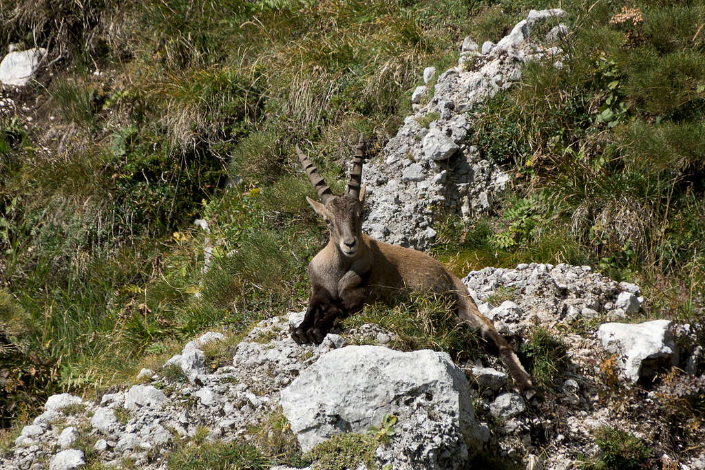 The first Ibex