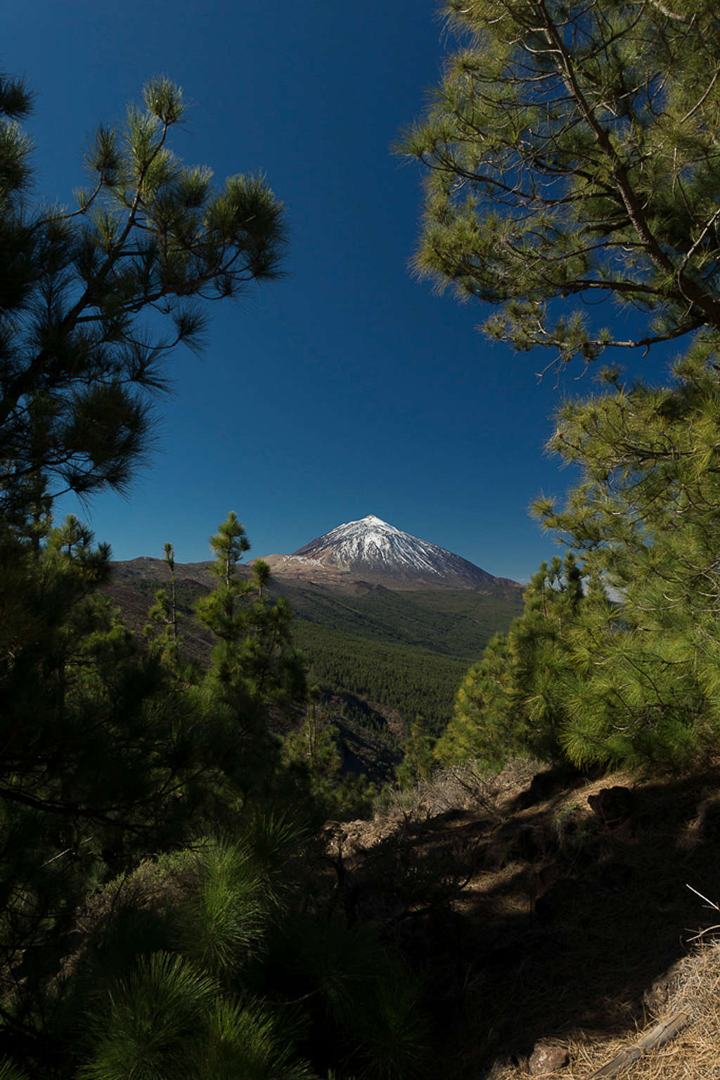 Teide seen from Montaña de la Crucita