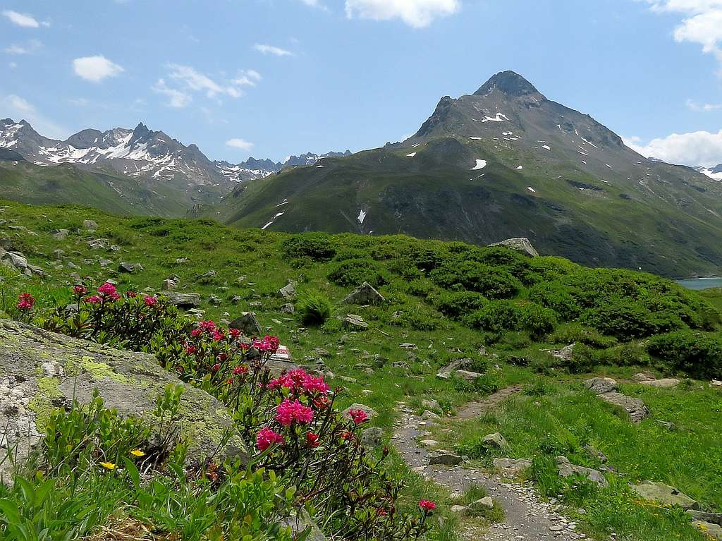 Hohes Rad and mountain roses