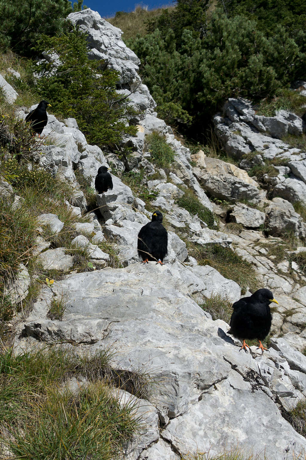 Your friendly scavenger choughs