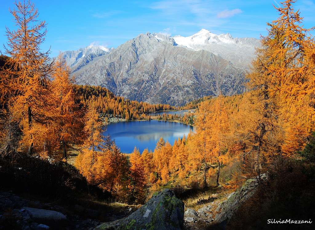 The larch show seen from above, Lago di Garzonè