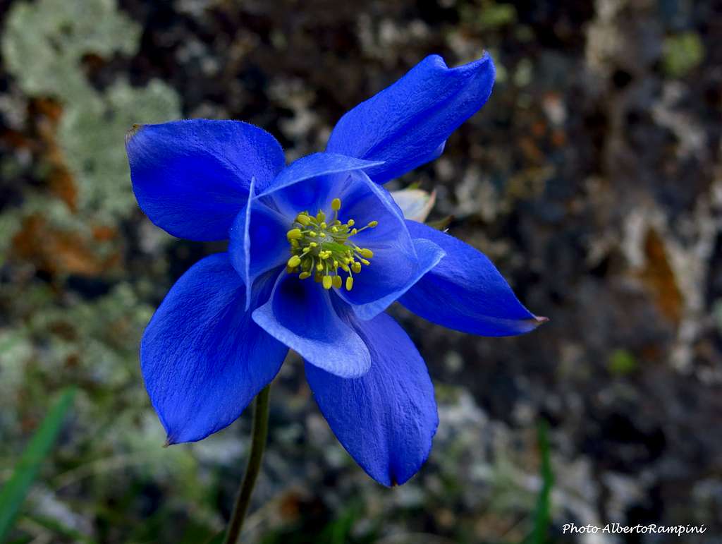 Aquilegia Alpina Bernardii, Bavella