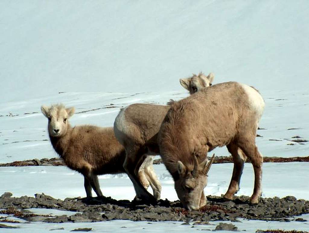 Mountain Sheep are a Common...