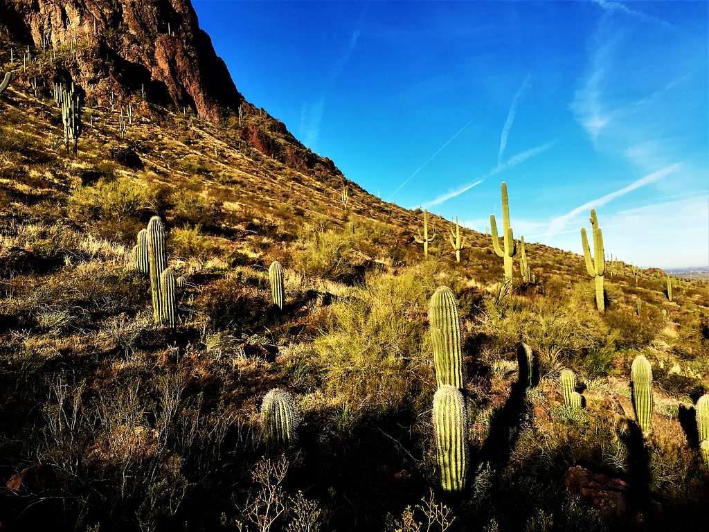 View of the cactus early on the trail